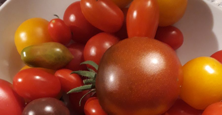 Bunte Tomaten auf einem Teller