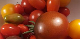 Bunte Tomaten auf einem Teller